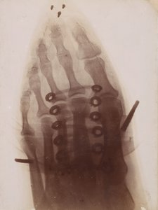 靴の中の足、1896 年。 作： Henri van Heurck