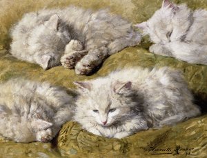 長い髪の白猫の研究、1896 作： Henriëtte Ronner Knip