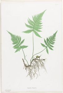 グレートブリテンおよびアイルランドのシダ: Polypodium Phegopteris 作： Henry Bradbury