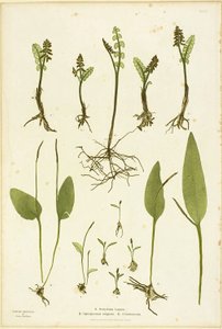 The Ferns of Great Britain and Ireland（グレート・ブリテンおよびアイルランドのシダ）』第51巻より、ムーンワートとアダーズ・タング・シダのネイチャープリント。 作： Henry Bradbury