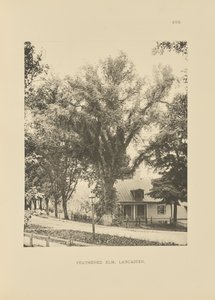 フェザー・エルム、ランカスター 作： Henry Brooks