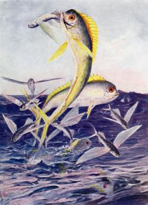 攻撃された飛魚 作： Henry Charles Seppings Wright