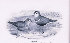 Dotterells、イギリスの自然、コリンズ発行、1946