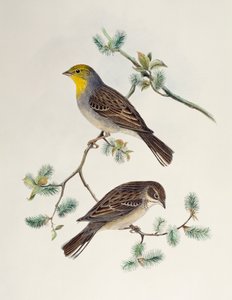 Emberiza cinerea、「アジアの鳥」より 作： Henry Constantine Richter