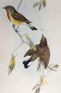 レッド・ブレスト・ヒタキ（Ficedula parva）、Birds of Great Britainより 作： Henry Constantine Richter