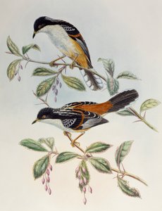Rufous-backed Sibia (Heterophasia annectans), from Birds of Asia 作： Henry Constantine Richter