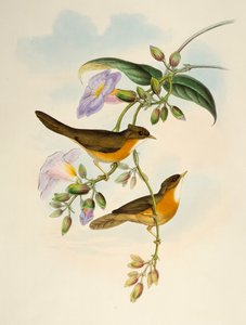 Tawny-bellied Babbler (Dumetia hyperythra), リトグラフ, 「Birds of Asia」より 作： Henry Constantine Richter