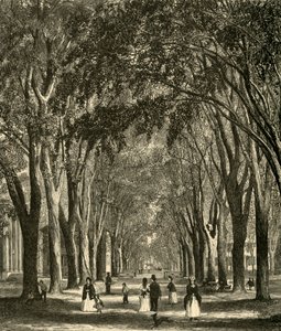 「ニューヘイブン エルムズ」、1874 年。 作： Henry Duff Linton