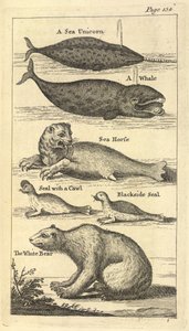 1746年と1747年の「ハドソン湾への航海」から、北西航路を発見したいくつかの生き物 作： Henry Ellis