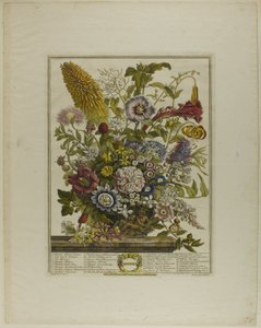 八月、花の十二ヶ月より 作： Henry Fletcher