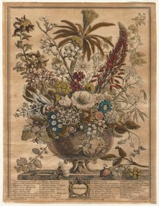 花の12ヶ月：1730年12月。 作： Henry Fletcher