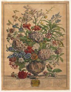 花の12ヶ月：1730年7月。 作： Henry Fletcher