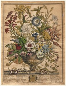 花の十二ヶ月。1730年9月 作： Henry Fletcher