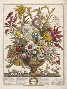 花の12ヶ月：1730年9月。 作： Henry Fletcher