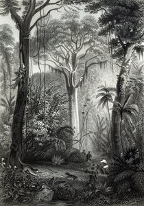J.Bishopによって刻まれたブラジルの森のシーン 作： Henry George Hine