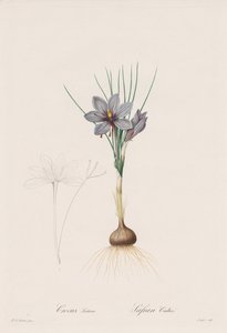 ユリ科: Crocus Sativus 作： Henry Joseph Redouté