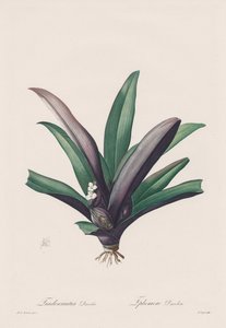 Les Liliacées: Tradescantia discolor 作： Henry Joseph Redouté