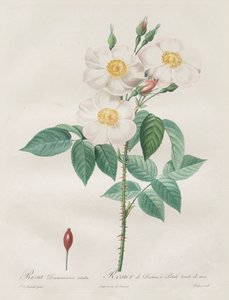The Roses: Rosa Damascena、subalba