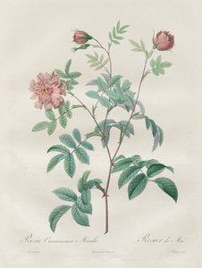 Les Roses: シナモメア ローズ