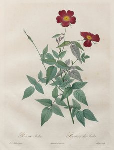 The Roses: ローザ インディカ 作： Henry Joseph Redouté