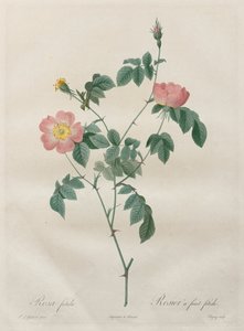 Les Roses:  Rosa indica   1305072   ja       japanese Successfully Translated  Original: A Mountainous Landscape with a Stream Translat: A Mountainous Landscape with a Stream 1295966 ja japanese Successfully Translated Original: Momies Egyptiennes (Egyptia 作： Henry Joseph Redouté