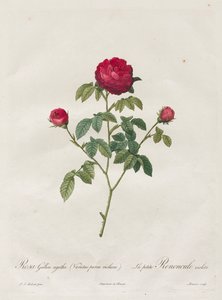 プロヴァンスまたはフレンチローズ 作： Henry Joseph Redouté