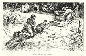ケイマンの捕獲（エングレーヴィング） 作： Henry Justice Ford