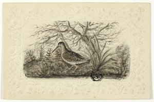 ライチョウ 作： Henry Lejeune