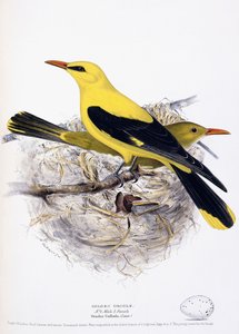 ゴールデンオリオール、1835年