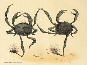 ラカリカチュア、パブからのファンタスティックダンス。 1831年のリトグラフ、1831年。 作： Henry Monnier