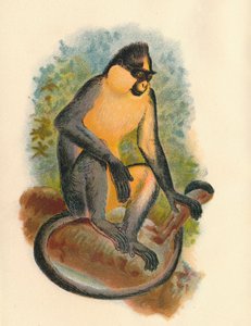 エベレットラングール、1897年 作： Henry Ogg Forbes