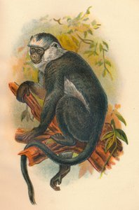 ホースラングール、1897年