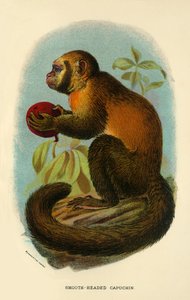 滑らかな頭のカプチン、1896 作： Henry Ogg Forbes