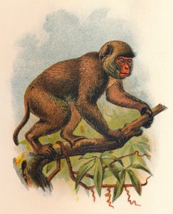 セントジョンズサル、1897年 作： Henry Ogg Forbes