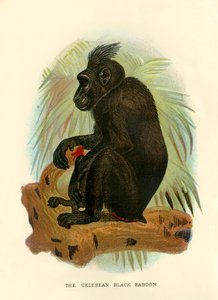 セレビアンブラックヒヒ、1896年 作： Henry Ogg Forbes