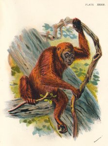 オランウータン、1897 作： Henry Ogg Forbes