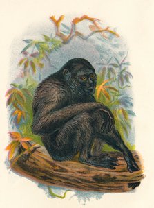 シャマンギボン、1897 作： Henry Ogg Forbes
