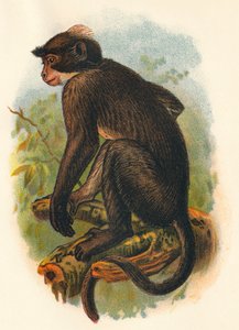 ホワイトクラウンマンガベイ、1897