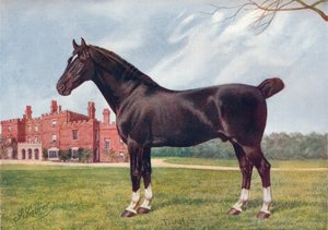 ハックニー種馬ダネゲルト、c1905 c1910 作： Henry Powell Palfrey