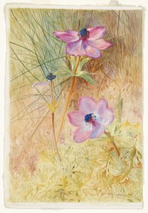 フィレンツェの野生のイソギンチャク 作： Henry Roderick Newman