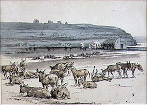 ゴルフ場のロバ」1870年頃発行の雑誌「グラフィック」のイラスト（リトグラフ版 作： Henry Sandercock