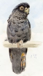 黒コカトゥー、1890年頃 作： Henry Stacey Marks