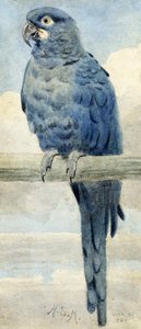 ヒヤシンスコンゴウインコ、1889年 作： Henry Stacey Marks
