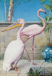 ペリカンとフラミンゴ（WC）