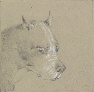 ボクサー犬の頭と肩（紙の上で白く強調されたグラファイト） 作： Henry Thomas Alken
