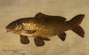 コイ、1806 作： Henry Thomson