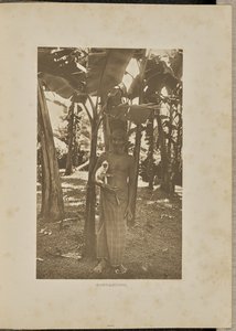 コンパニオン 作： Henry W. Cave