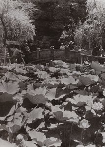 蓮池（モノクロ写真 作： Herbert Ponting