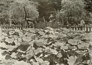 蓮の池、1910年。 作： Herbert Ponting