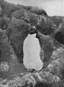 脱皮ペンギン、c1911、1913